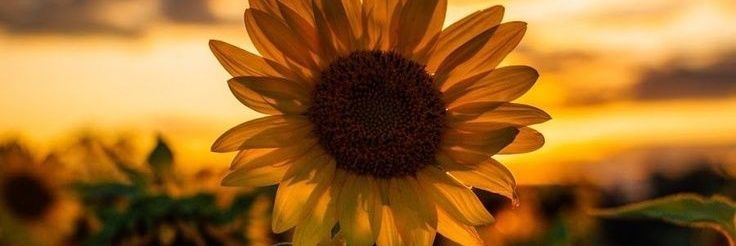 sunflowers_1100's profile banner image