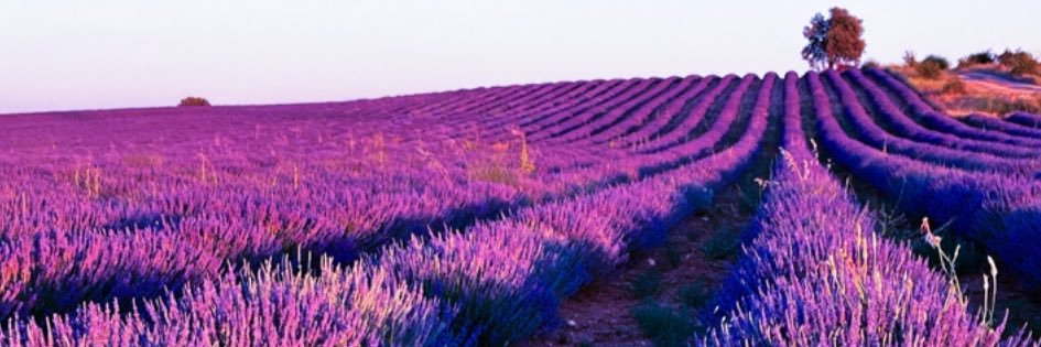 Fransuá Martínez banner