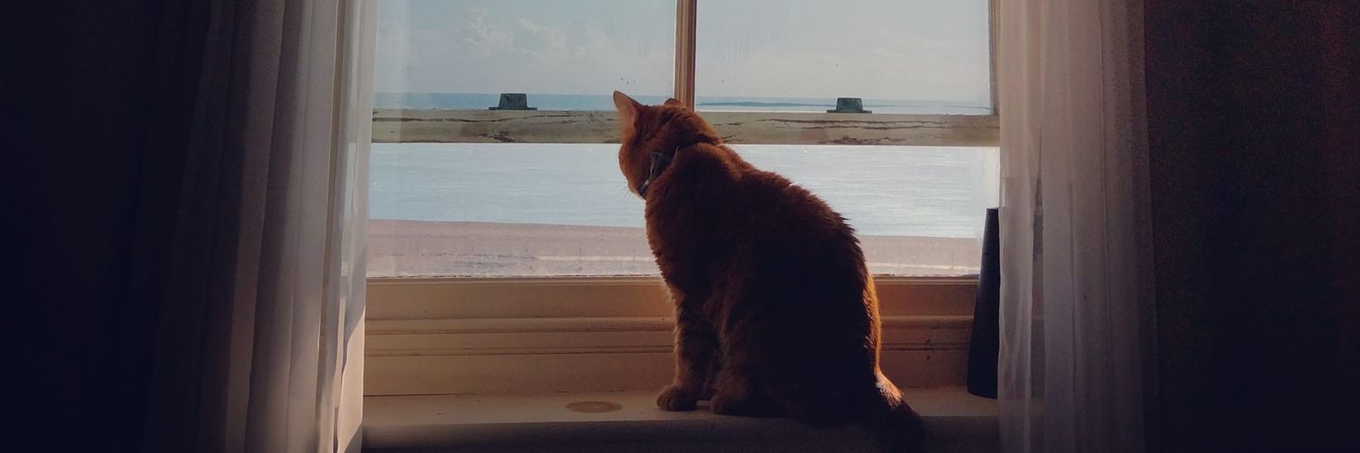 MoggyAndMe's profile banner image