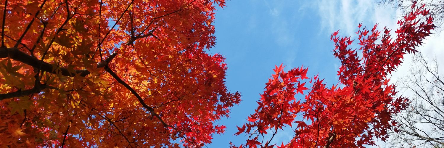 GfqOz's profile banner image