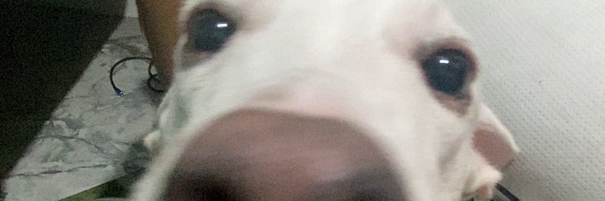 pochachot's profile banner image