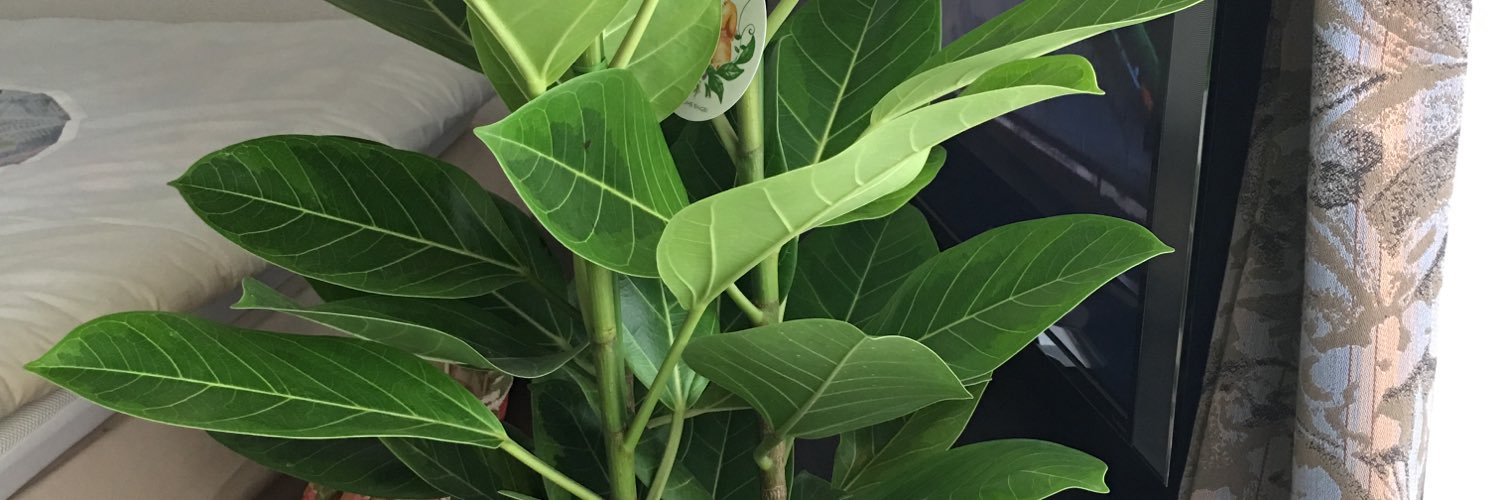 purereb's profile banner image