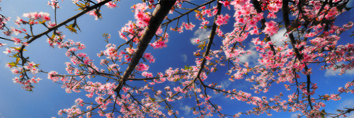 Meche Rodriguez banner