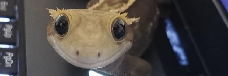 EllieHawrot's profile banner image