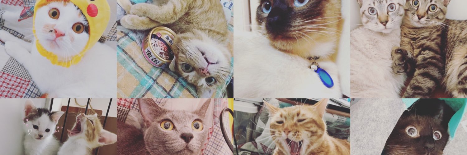 Kahori🌱花と猫と野菜の暮らし banner