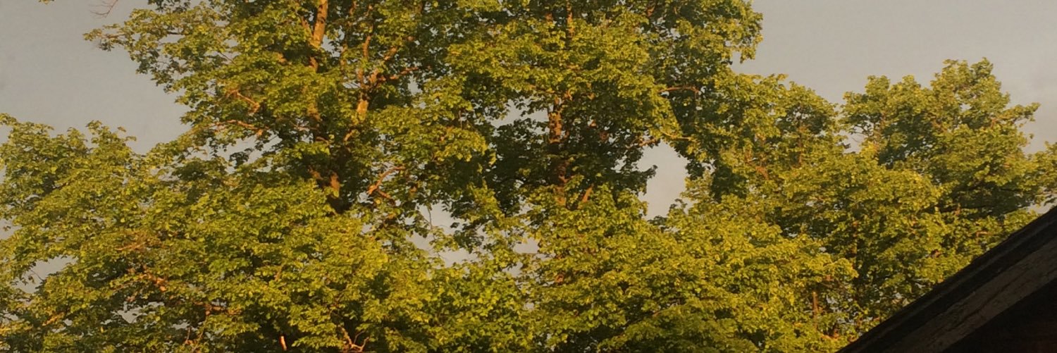 CarlotteMarsh's profile banner image
