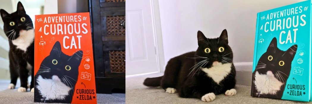 Curious Zelda banner