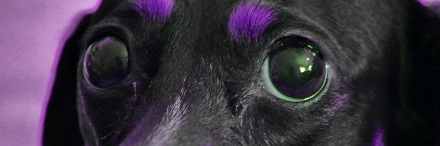 becfly's profile banner image