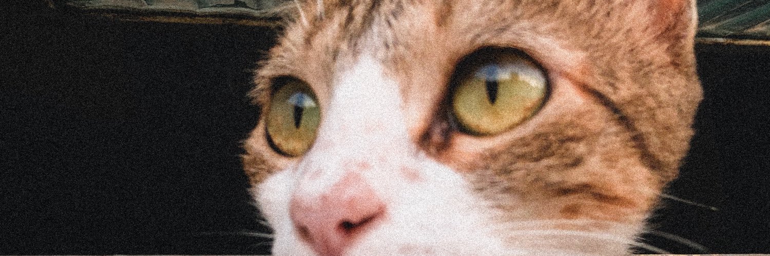 jocastadff's profile banner image