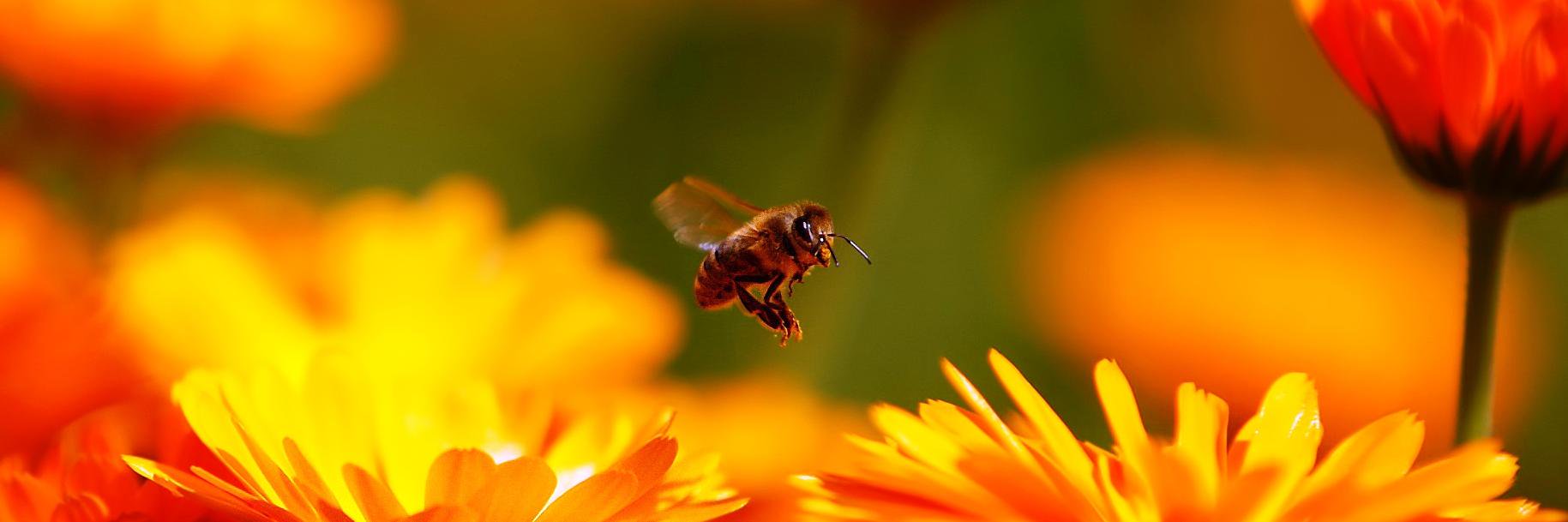 MelissaApiary's profile banner image