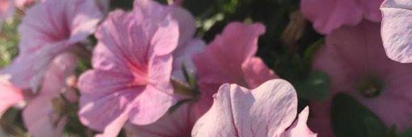 mncsoriano's profile banner image