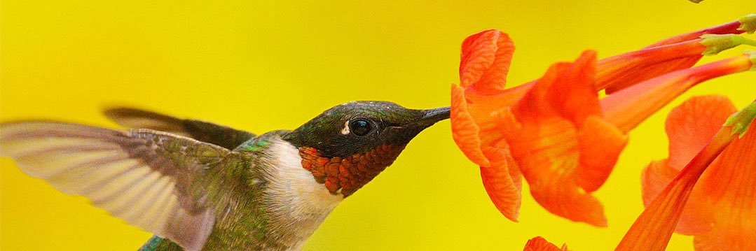 IvankInfo.eth banner