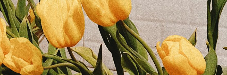 ps *｡♡ʾʾ banner