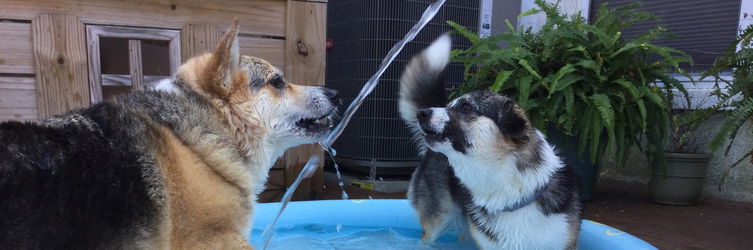 PandaTheCorgi's profile banner image