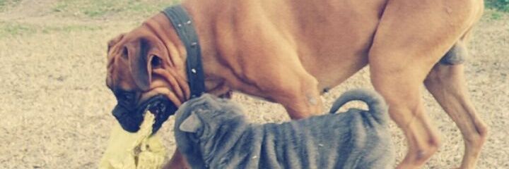 Danistroh's profile banner image