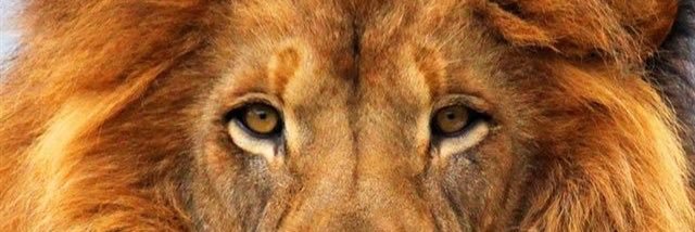 Coach McElroy banner