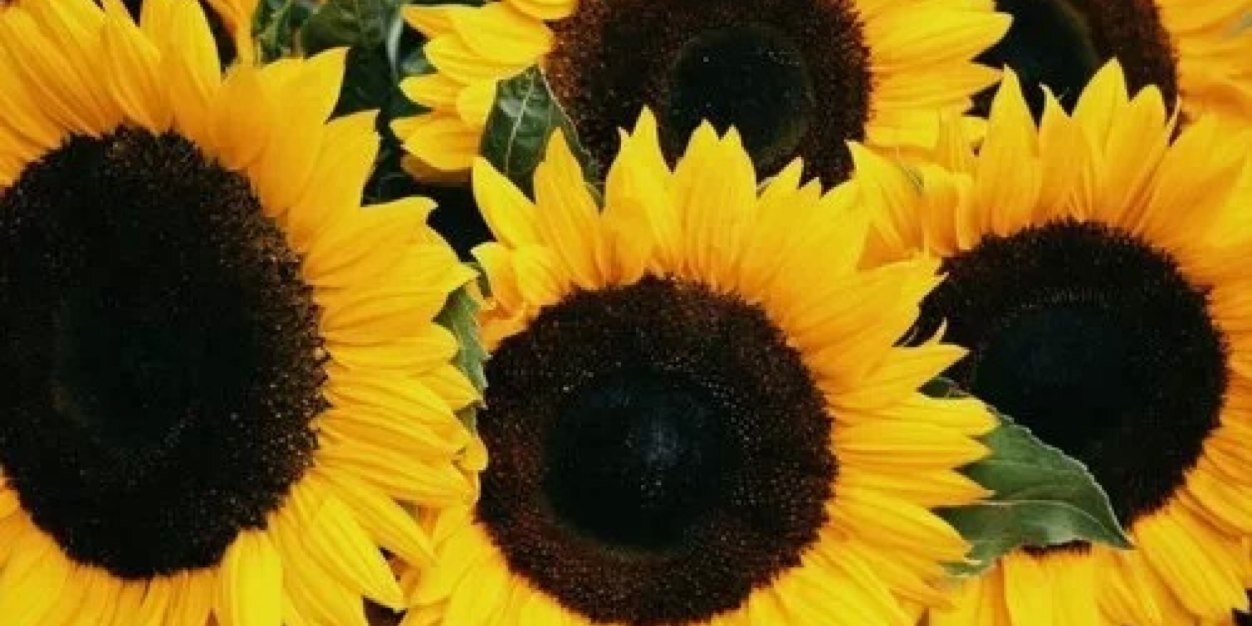 Jamie_chino's profile banner image