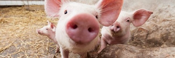 pigworldmag Profile Banner