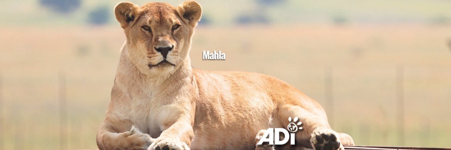 AnimalDefenders's profile banner image