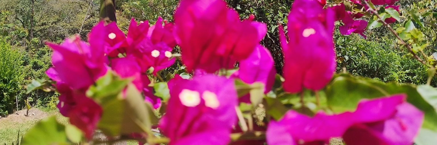 CasaFloraCafe's profile banner image