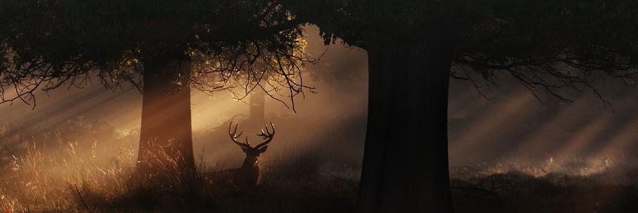 saimarashid's profile banner image