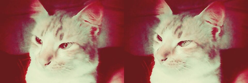 mega_megasintaa's profile banner image
