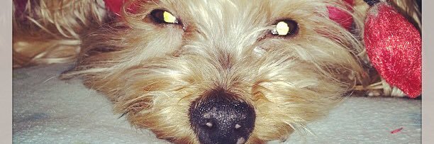 Jenny Torres 〄 banner