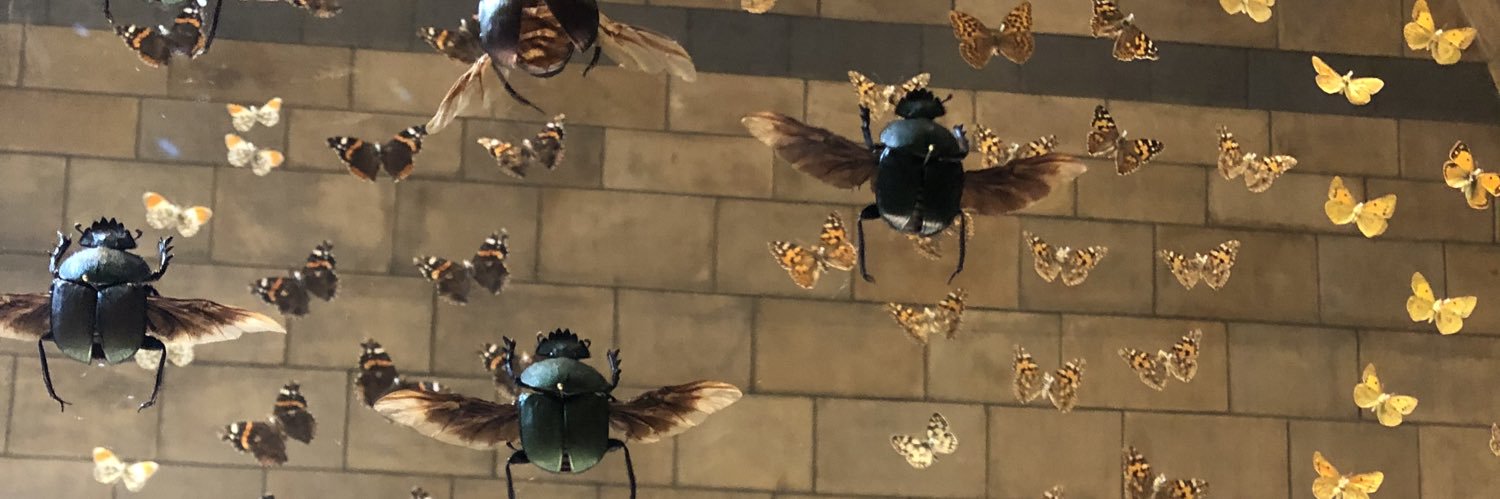 ToryMcCaffrey's profile banner image