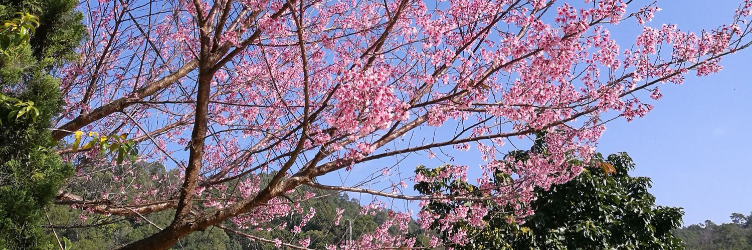 kitzcharoen's profile banner image