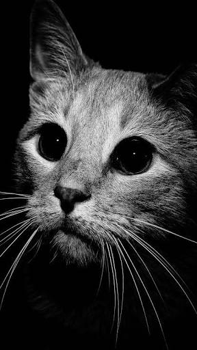 Henril_P's profile banner image