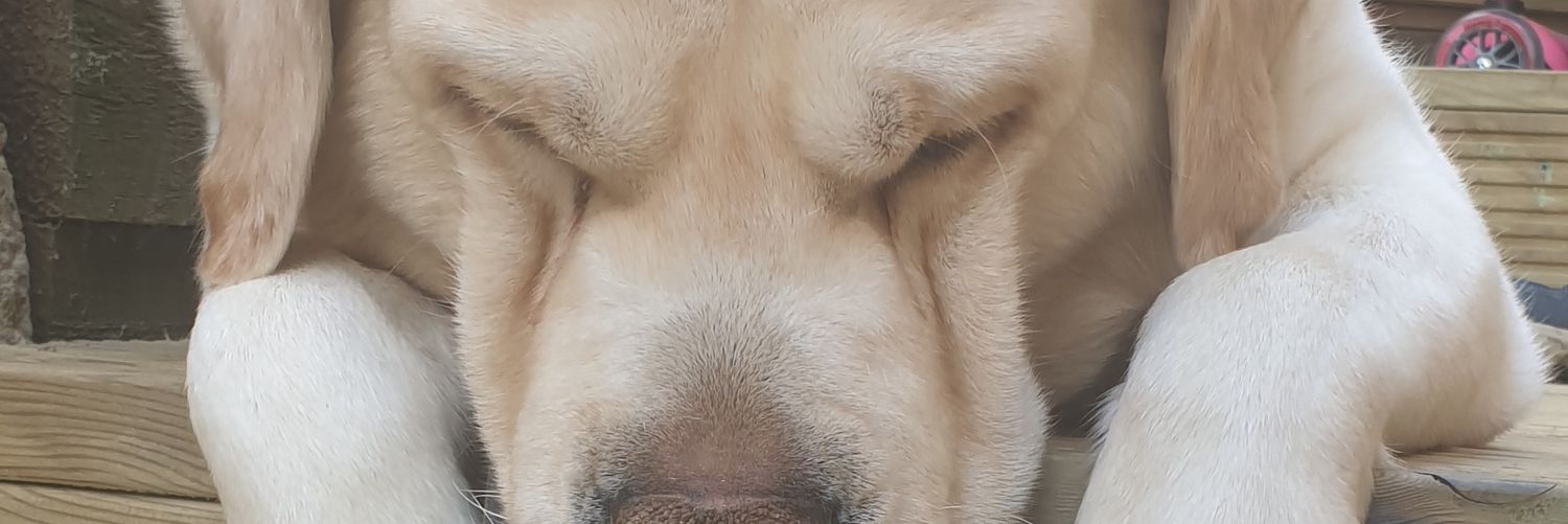 Ally_Down's profile banner image