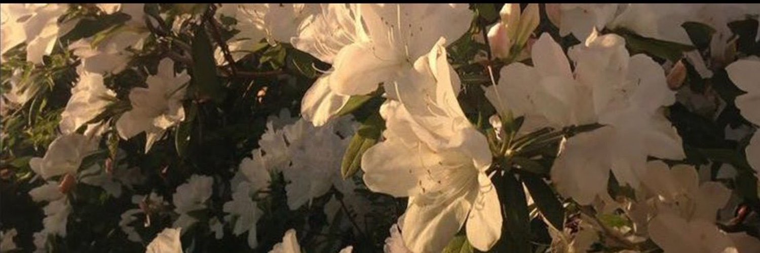 maithq1's profile banner image