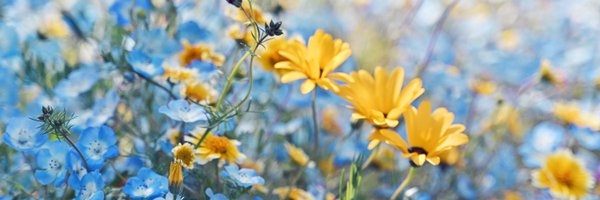 aizawakuonn Profile Banner