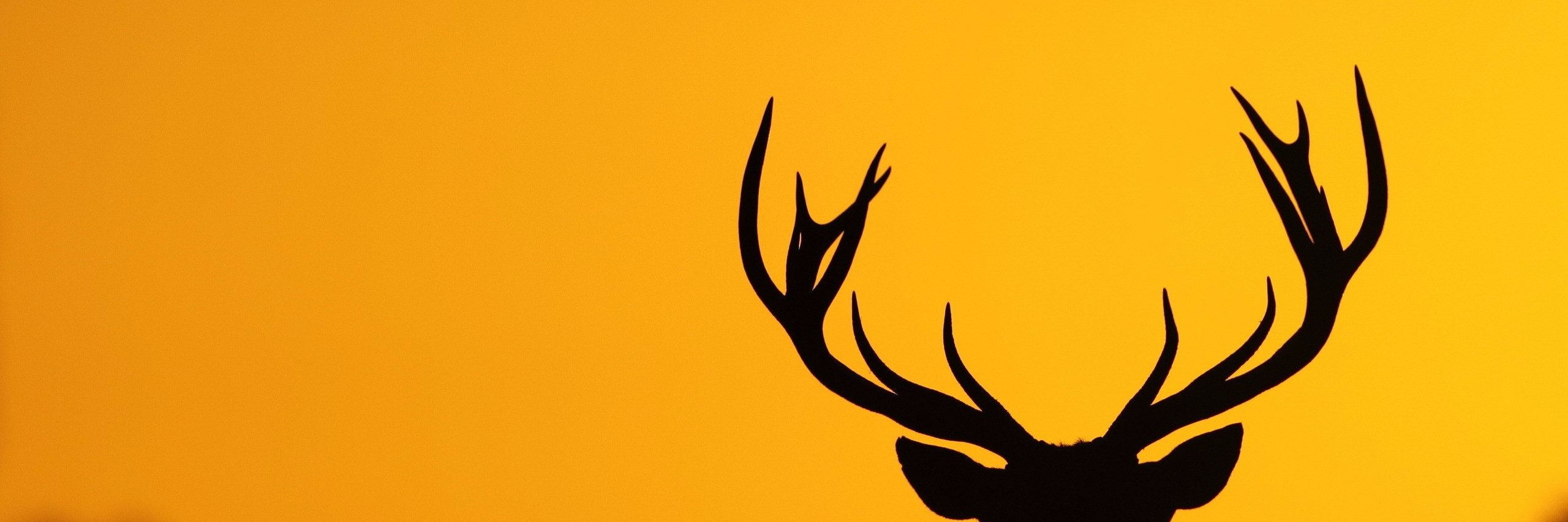 AndreasCFDL's profile banner image