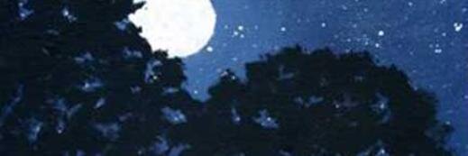 mabelark's profile banner image