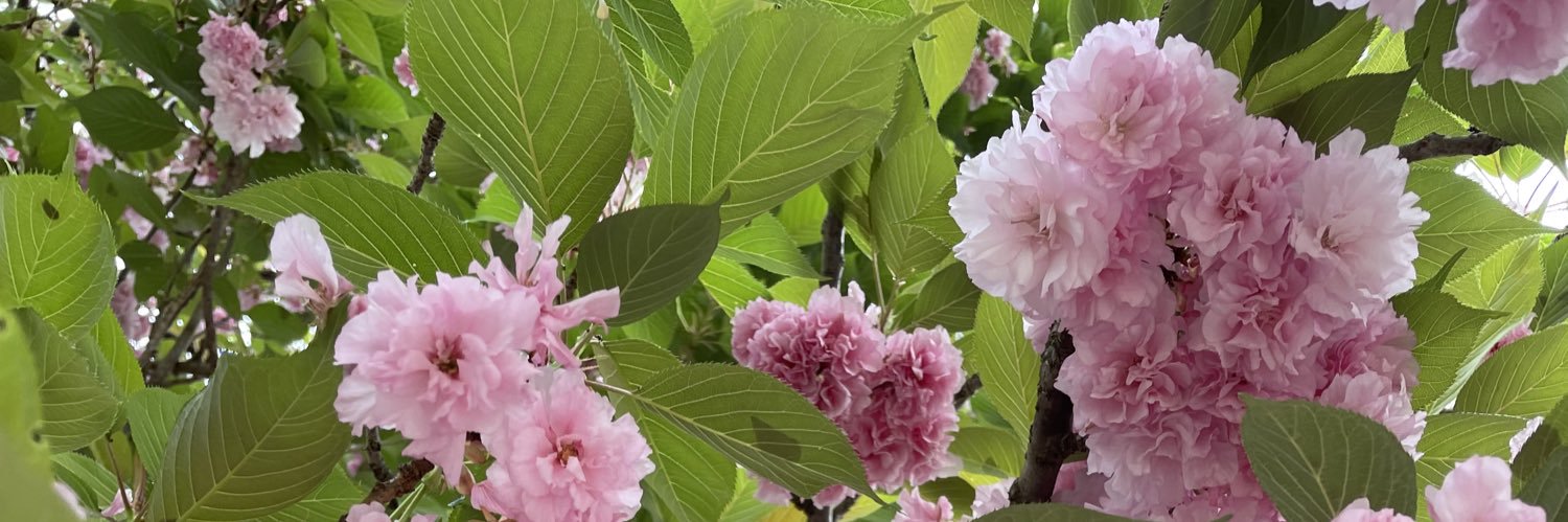 Rachel Andrade-Frietchen (she/her) banner