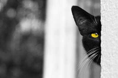 delarosalau's profile banner image