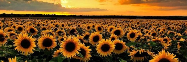 AnaVaz099's profile banner image