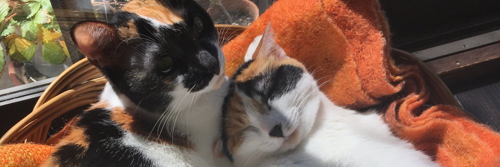 Satoshi Kojima banner