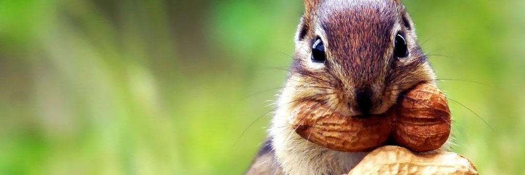 AttentionDeficitDad banner
