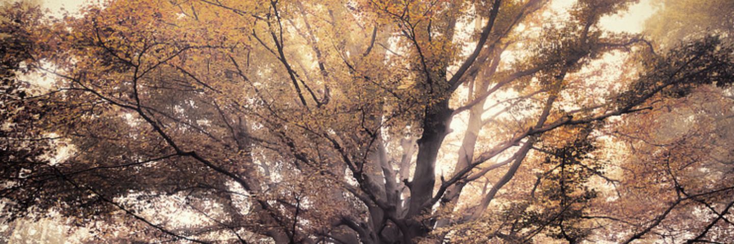 Cathovsky's profile banner image