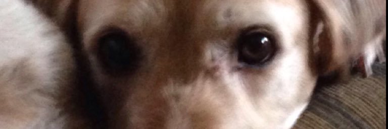 shabbydogs's profile banner image