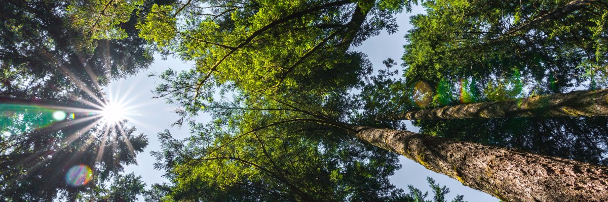 Commonwealth Canopy banner