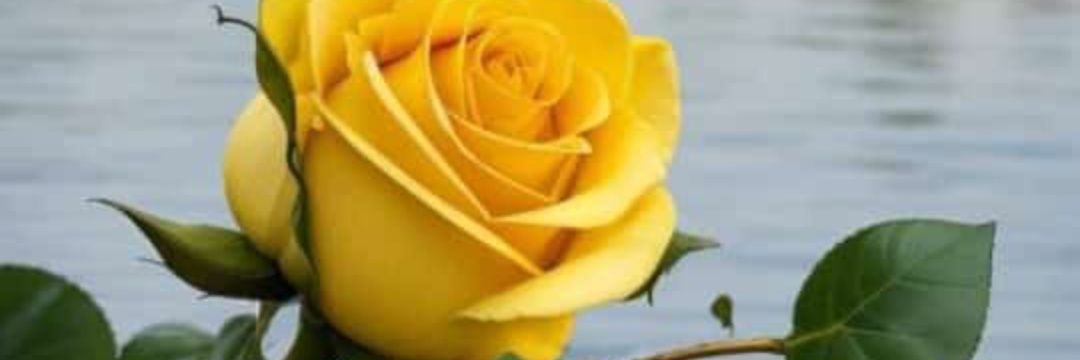 rizwanjamali's profile banner image