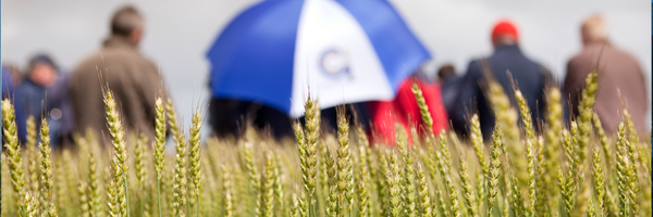 Goldcrop Profile Banner