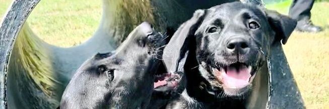 British Transport Police Dog Section banner