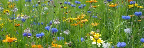 suedaycam Profile Banner