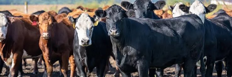 Bryce Schilling banner