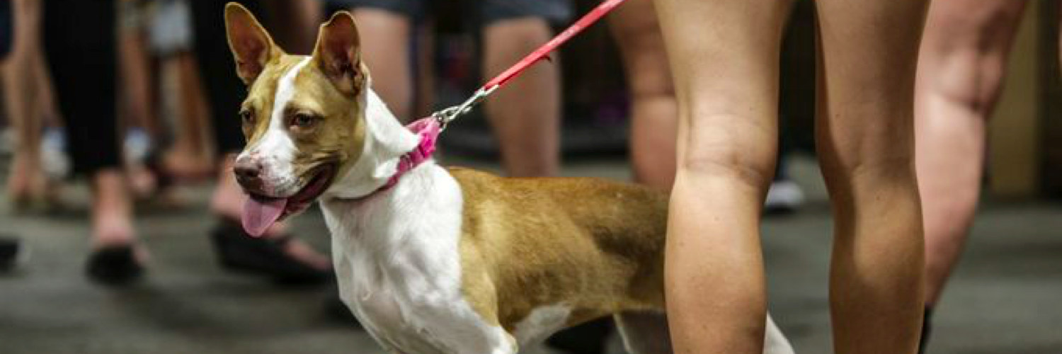 DogFriendlyDRM's profile banner image