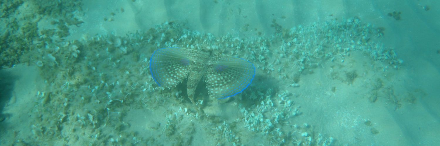 Josep López Arenas banner